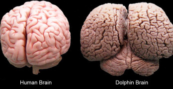 human-and-dolphin-brain
